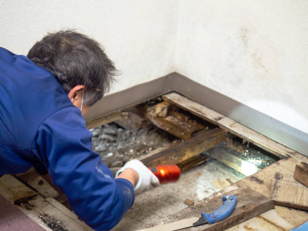 Attic Mold Removal in Laguna Vista, TX