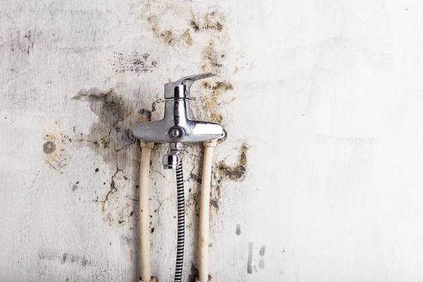 Certified Mold Removal in Laguna Vista, TX