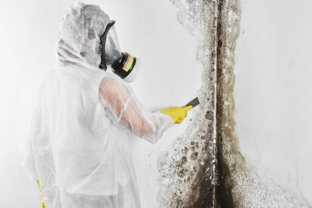 Best Office Mold Removal Services  in Laguna Vista, TX