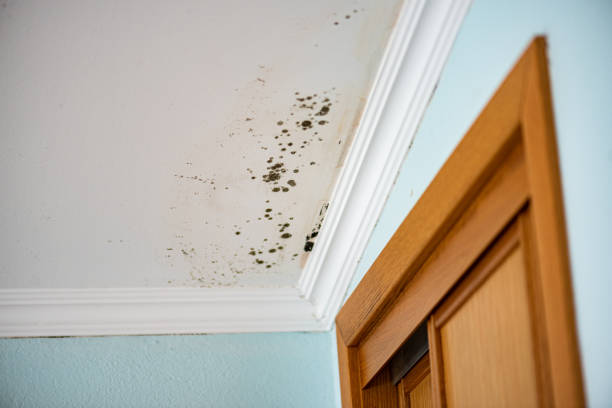 Best Toxic Mold Removal  in Laguna Vista, TX
