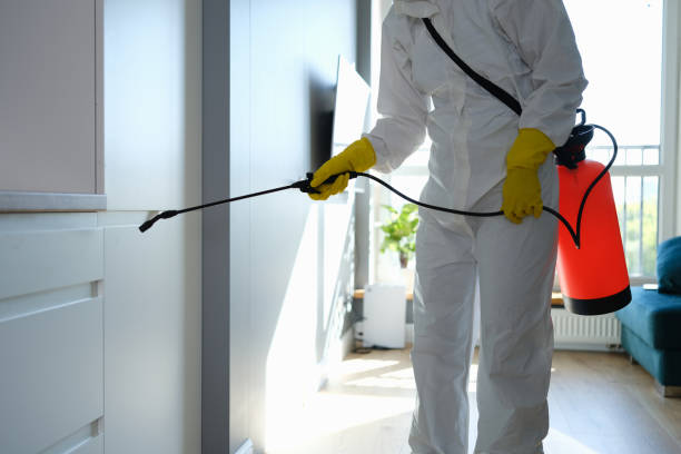 Best Mold Damage Repair  in Laguna Vista, TX
