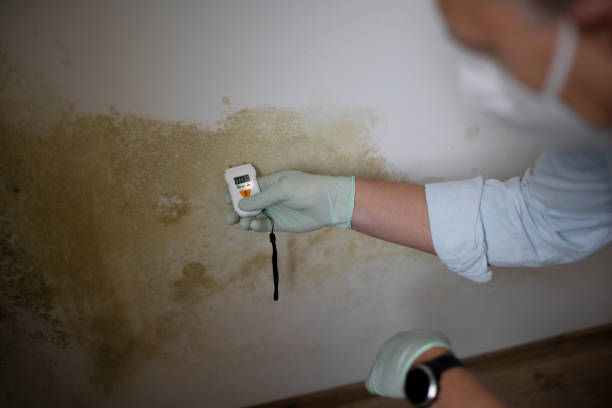 Best Attic Mold Removal  in Laguna Vista, TX