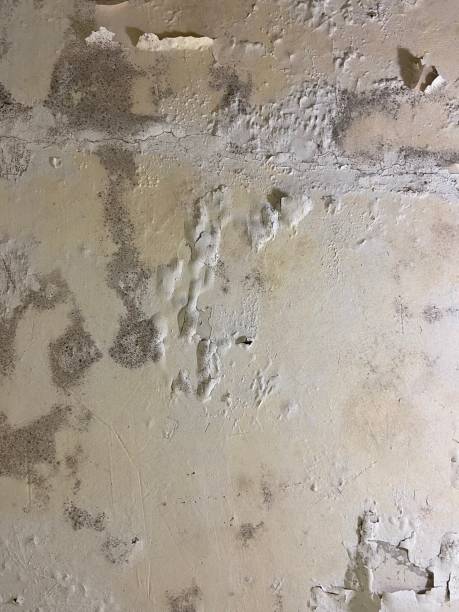 Best Mold Testing  in Laguna Vista, TX