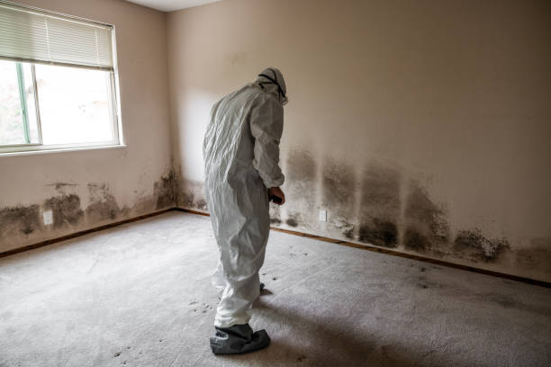 Best Professional Mold Removal  in Laguna Vista, TX