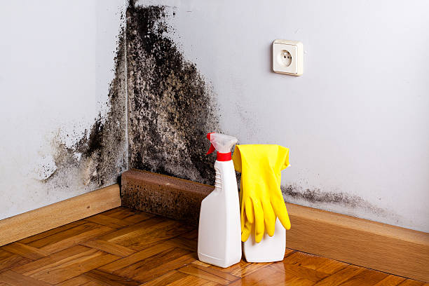 Best Mold Damage Repair  in Laguna Vista, TX