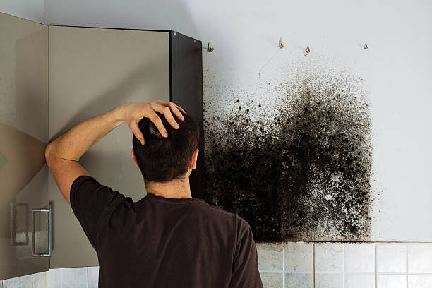 Best Commercial Mold Removal  in Laguna Vista, TX