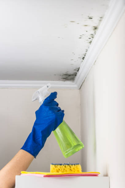 Best Black Mold Removal  in Laguna Vista, TX